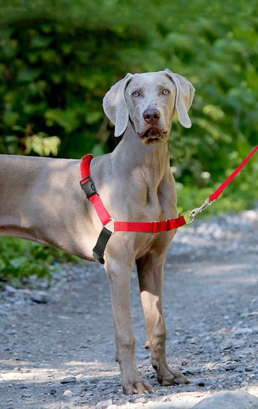 Arnés antiescape CiberPets puesto en un perro paseando al aire libre con correa roja
