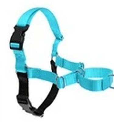 Arnes color azul celeste