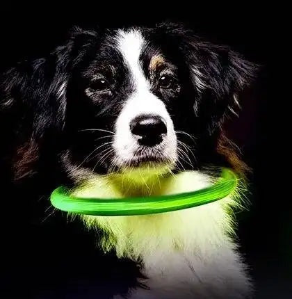 Collar LED recargable CiberPets brillando en la oscuridad, sin texto