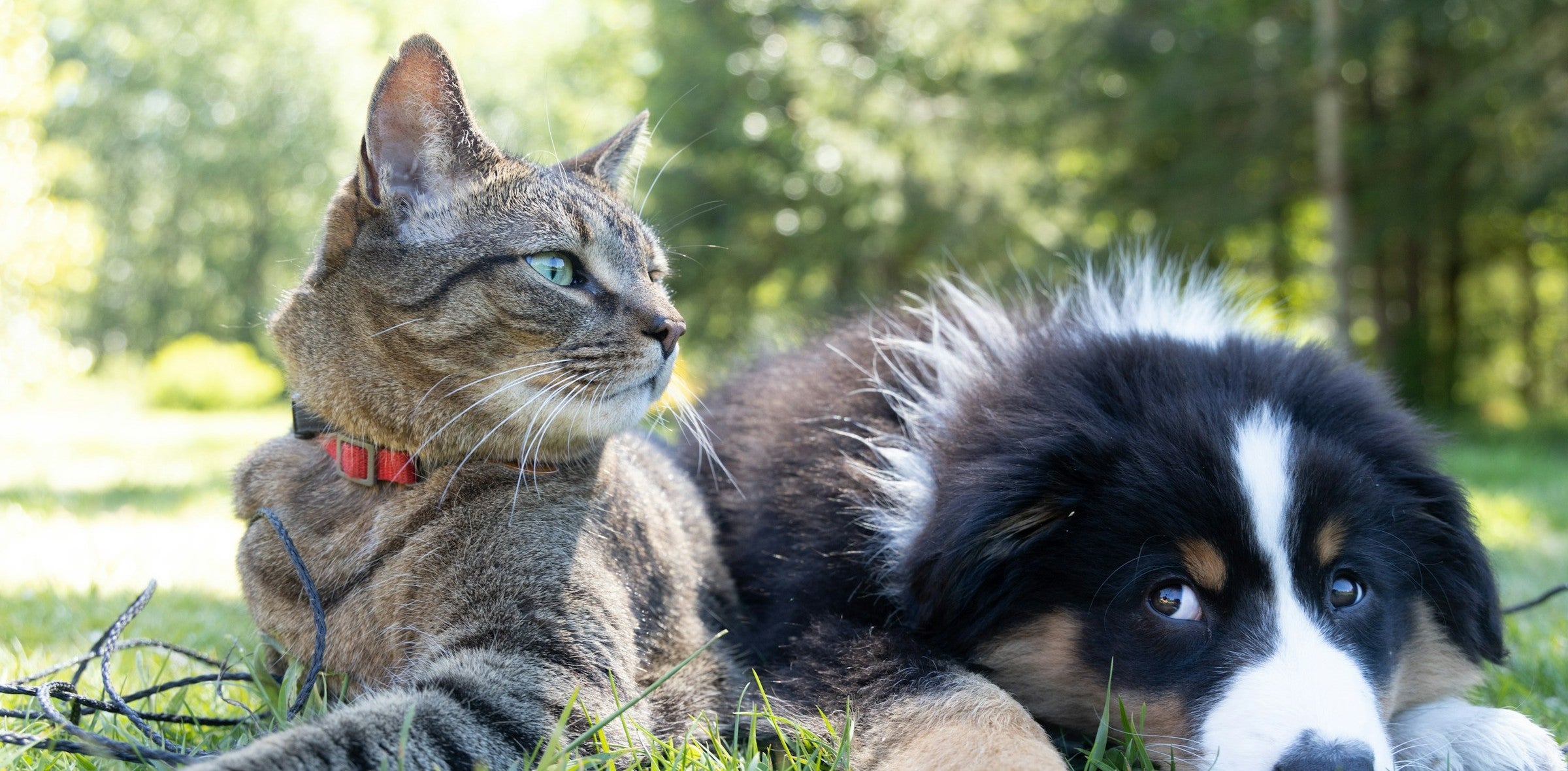 Perro y gato juntos, portada LOOP, encuadre centrado